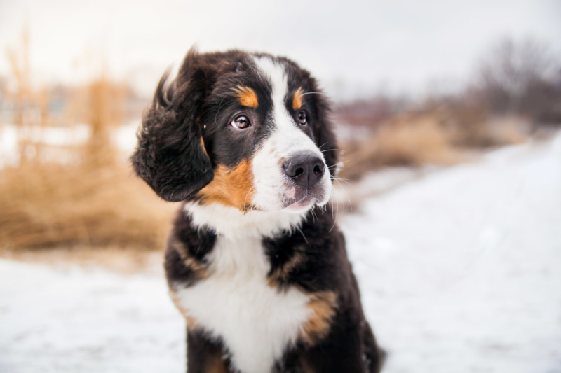 20170205-Guinness-4mos-Colour-5060